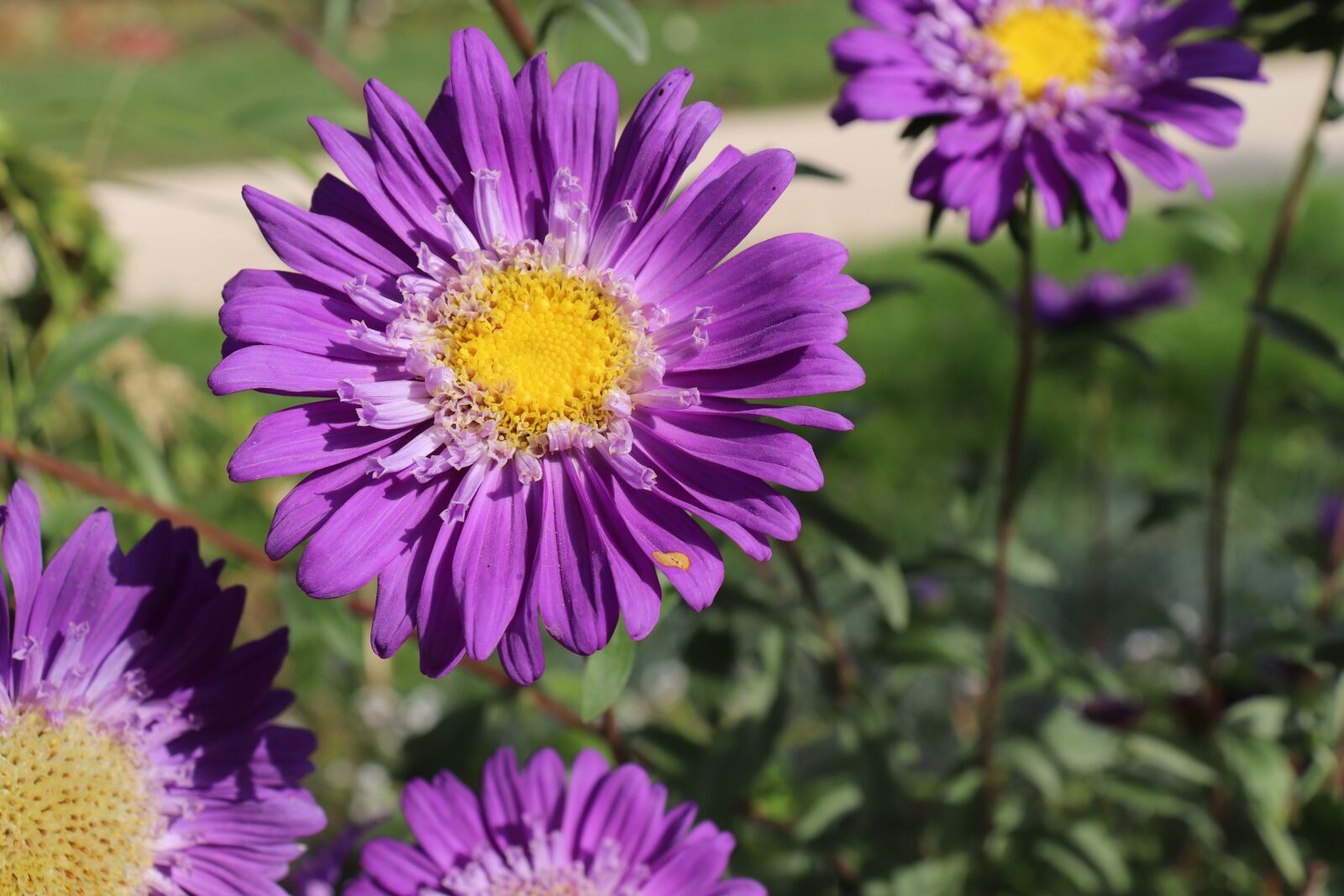 Canon EOS 800D (EOS Rebel T7i / EOS Kiss X9i) sample photo. Flowers, plants, color purple photography