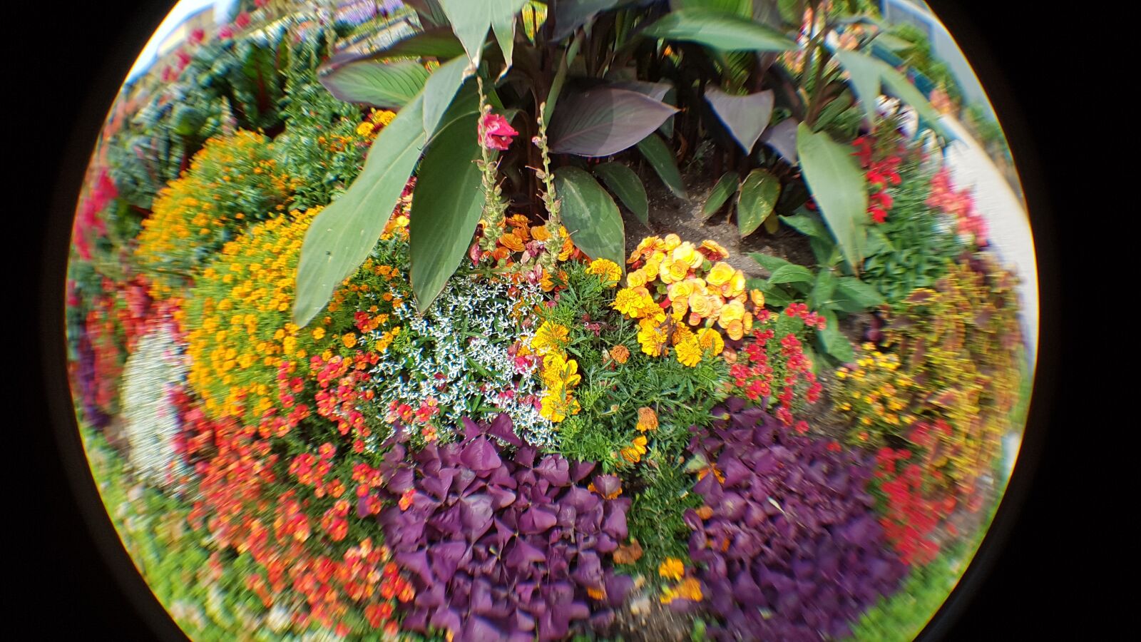 Samsung Galaxy S7 sample photo. Flowers, marigolds, yellow photography