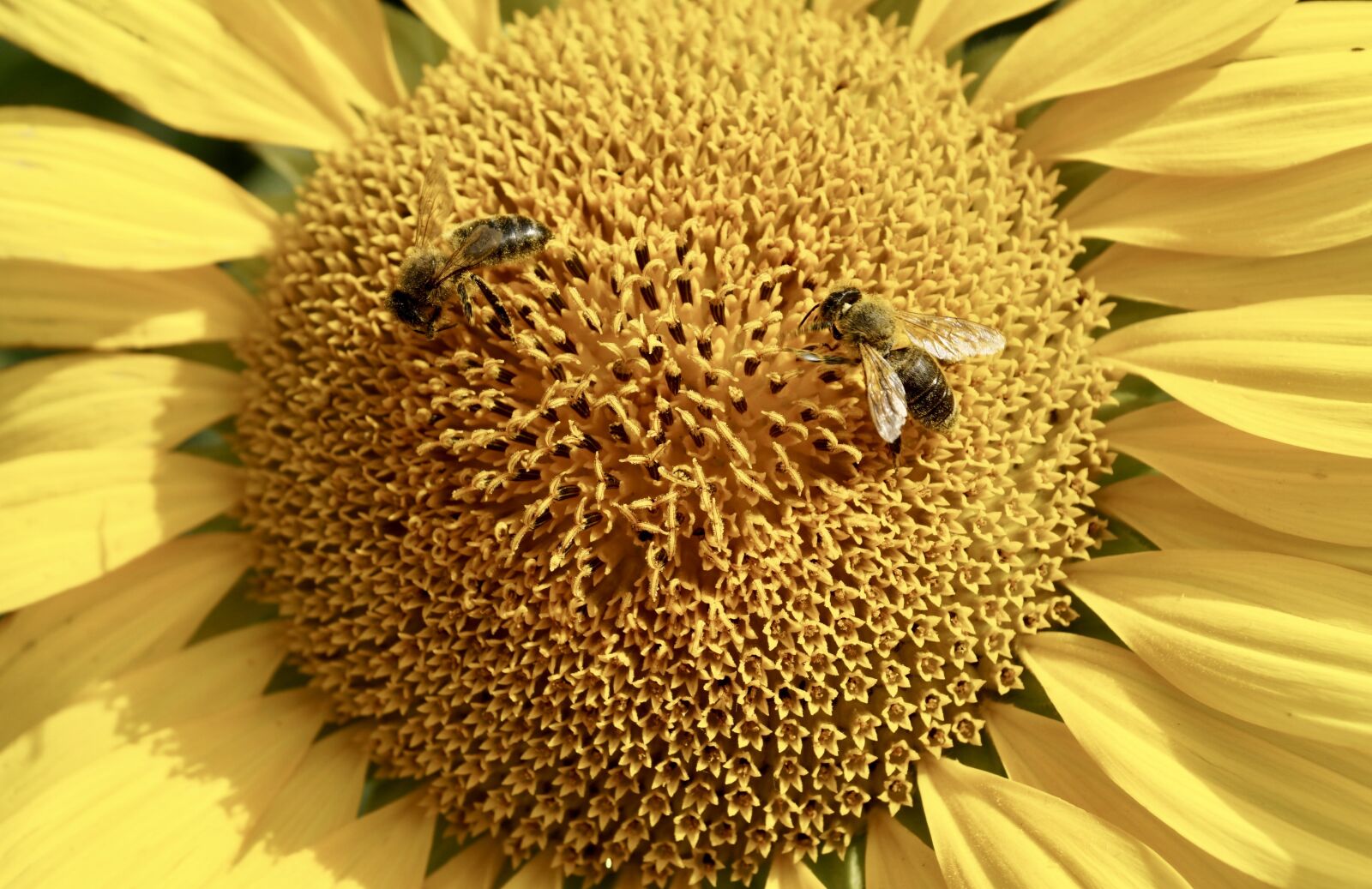 Sony Vario-Sonnar T* DT 16-80mm F3.5-4.5 ZA sample photo. Sunflower, bees, yellow photography