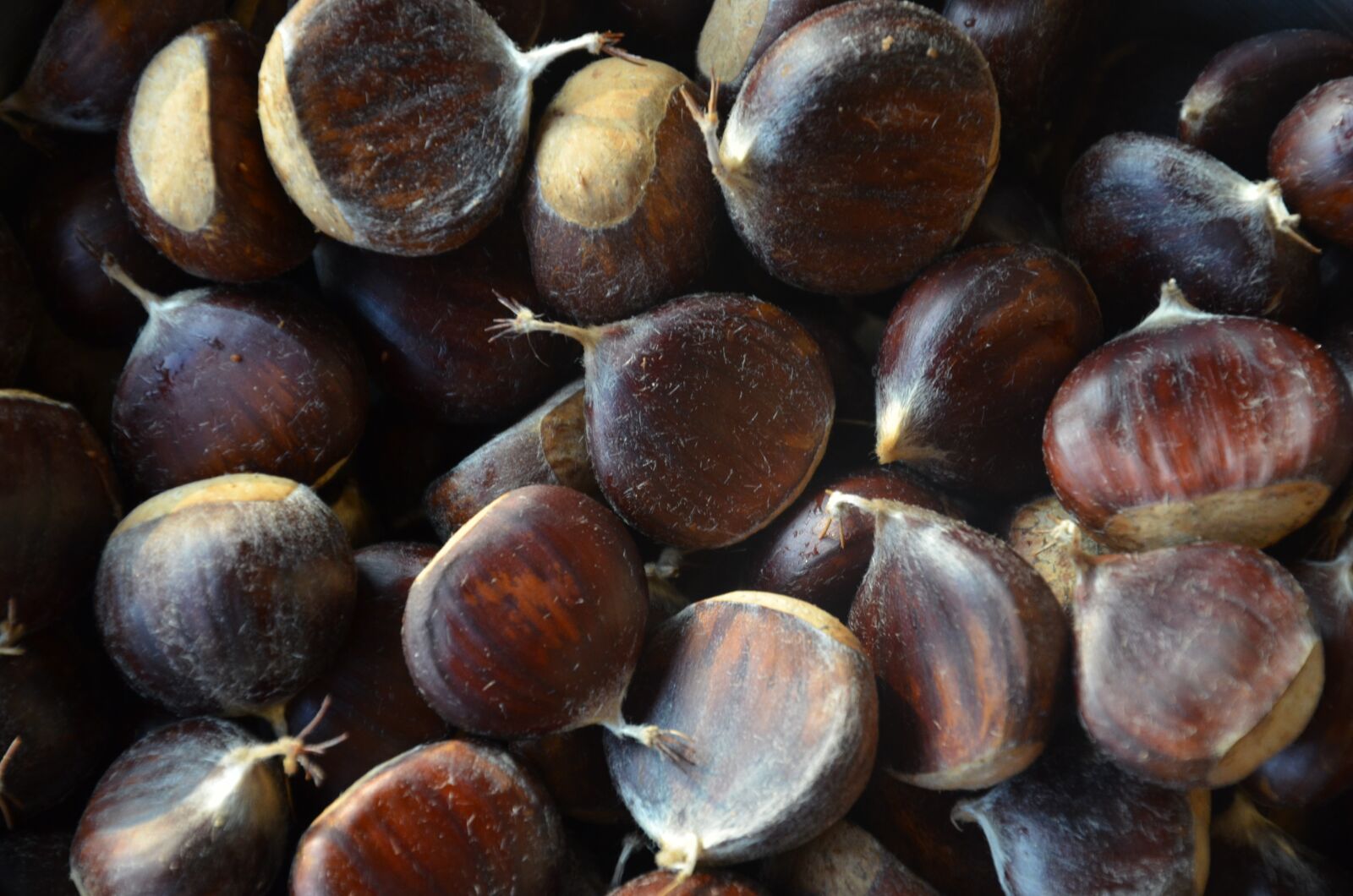 Nikon D7000 sample photo. Chestnuts, forest, autumn photography