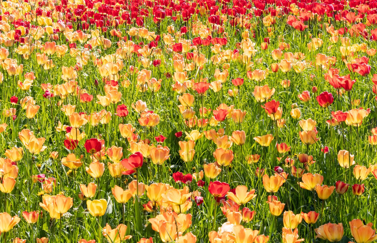 Canon EF-S 55-250mm F4-5.6 IS STM sample photo. Tulip, tulips, flowers photography