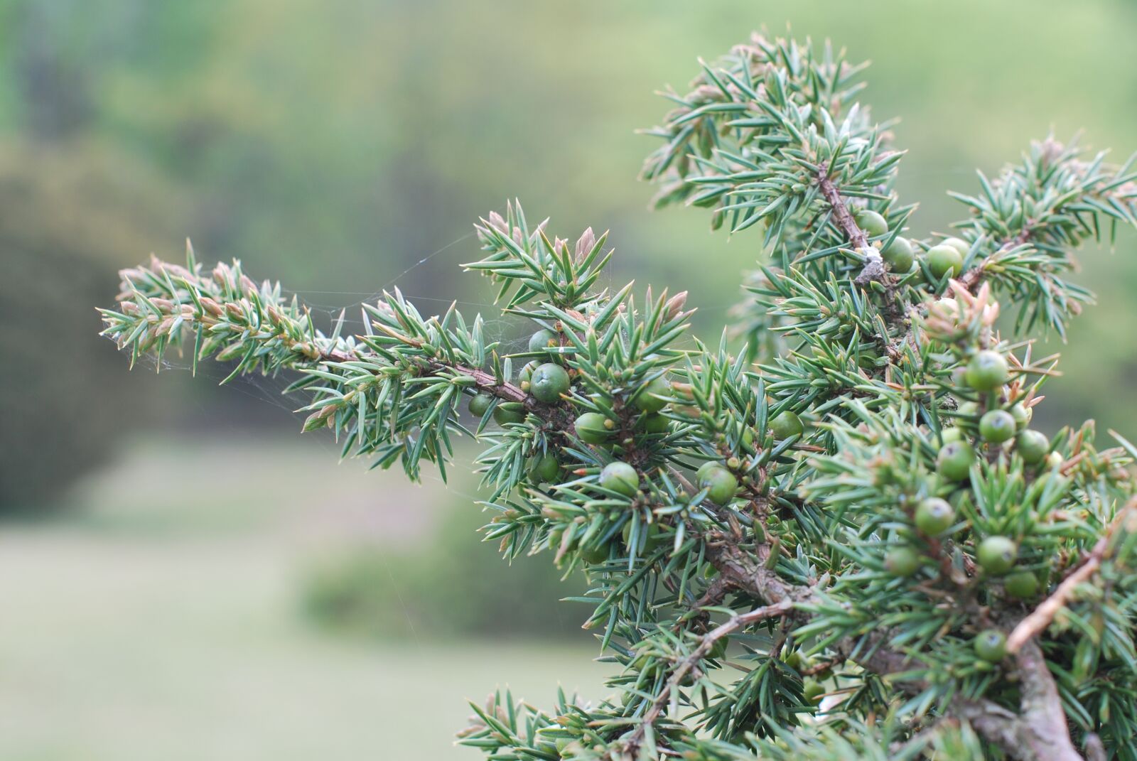 Nikon D60 sample photo. Juniper, shrub, nature photography
