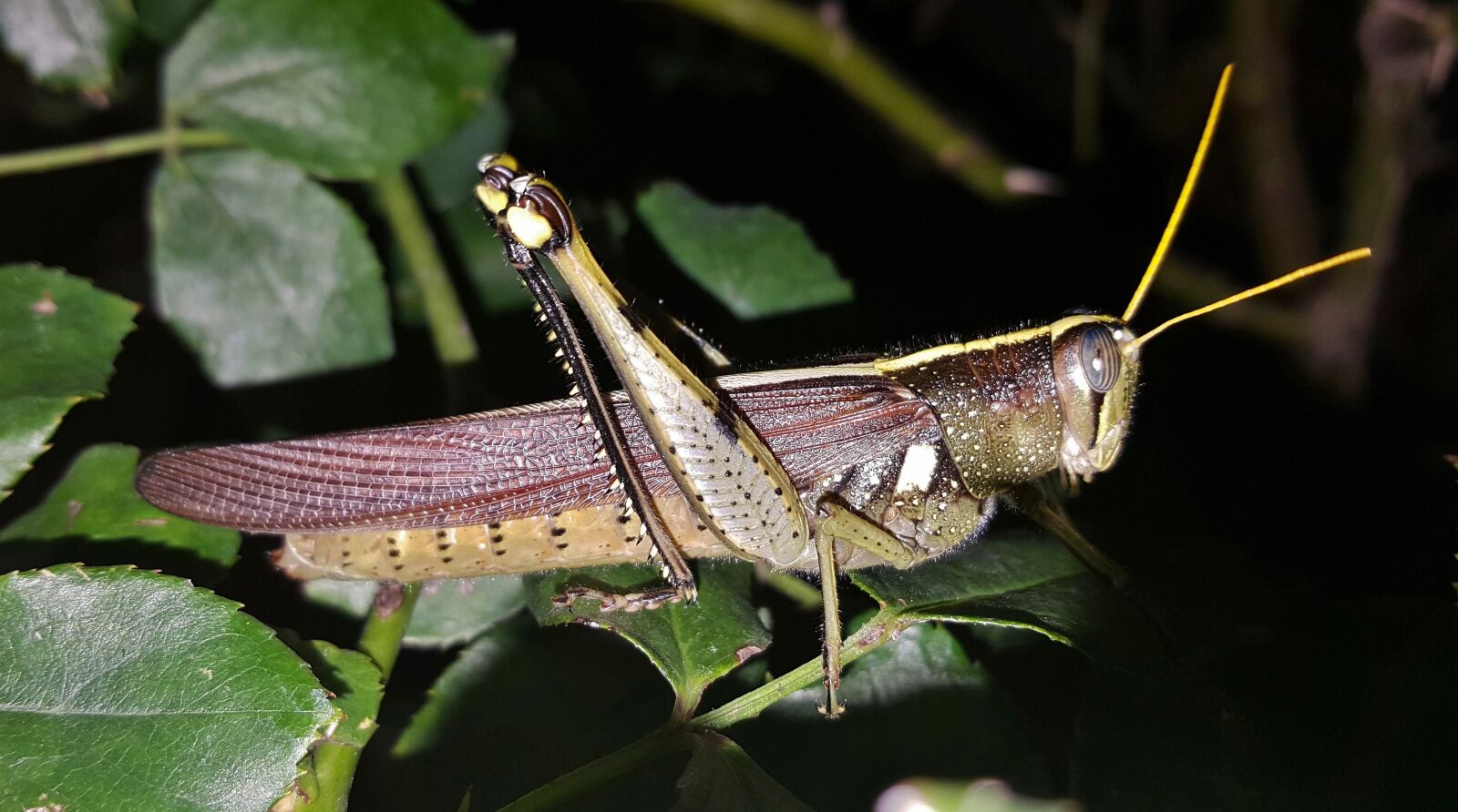 Samsung Galaxy Note5 sample photo. Grasshopper, spotted bird grasshopper photography