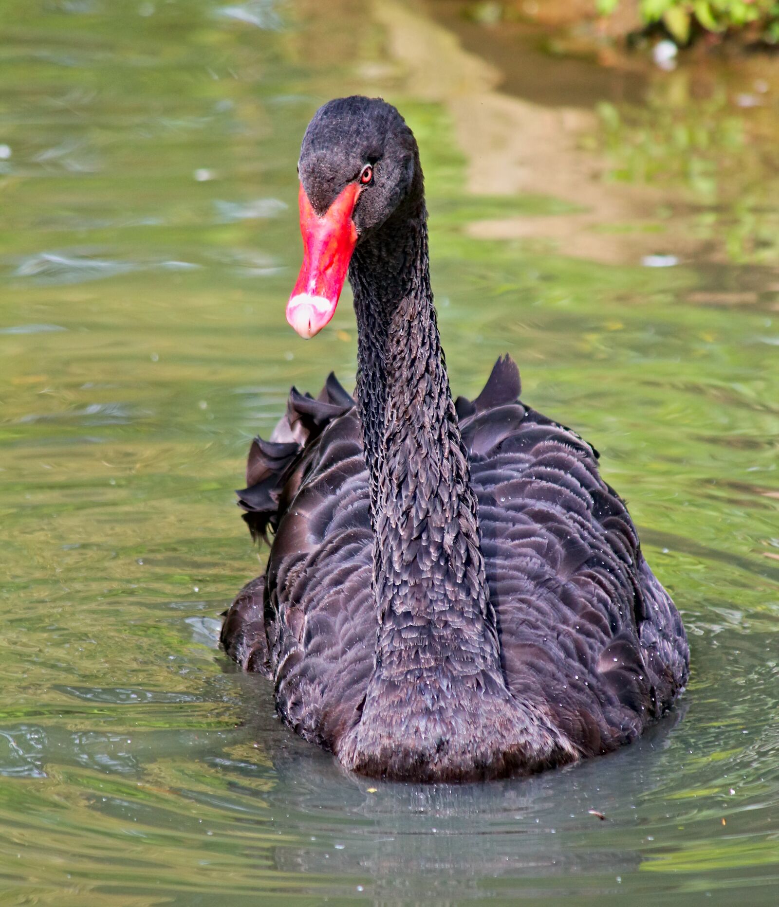 Canon EOS 550D (EOS Rebel T2i / EOS Kiss X4) sample photo. Swan, bird, beak photography