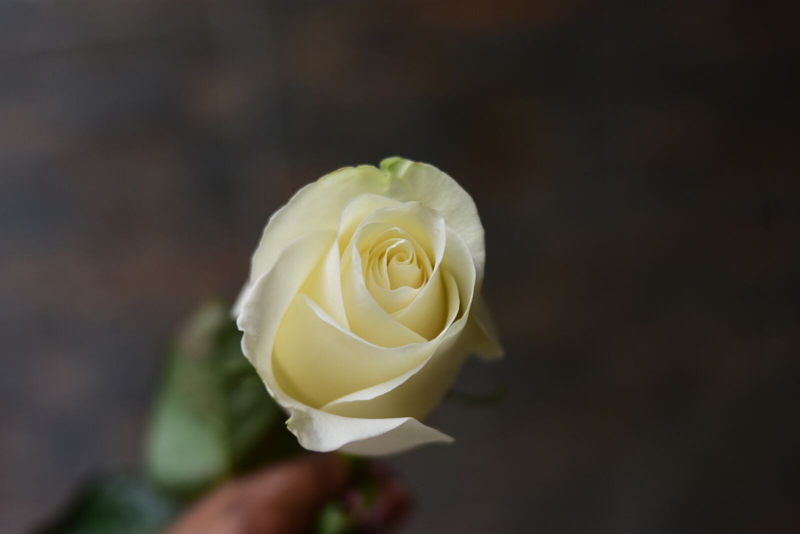 Nikon D3400 sample photo. White rose, flower, nature photography
