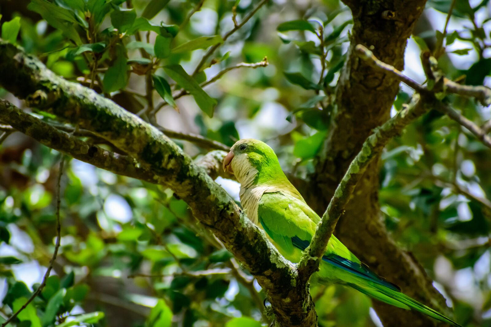 Nikon D3500 sample photo. Parrot, tree, bird photography