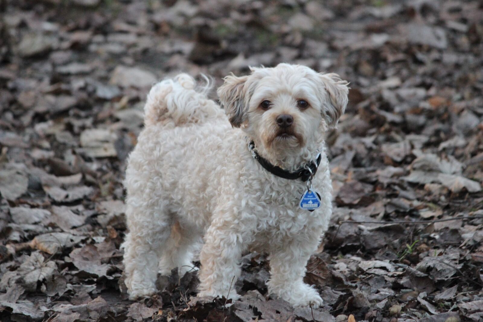 Canon EOS 600D (Rebel EOS T3i / EOS Kiss X5) sample photo. Cute, animal, dog photography