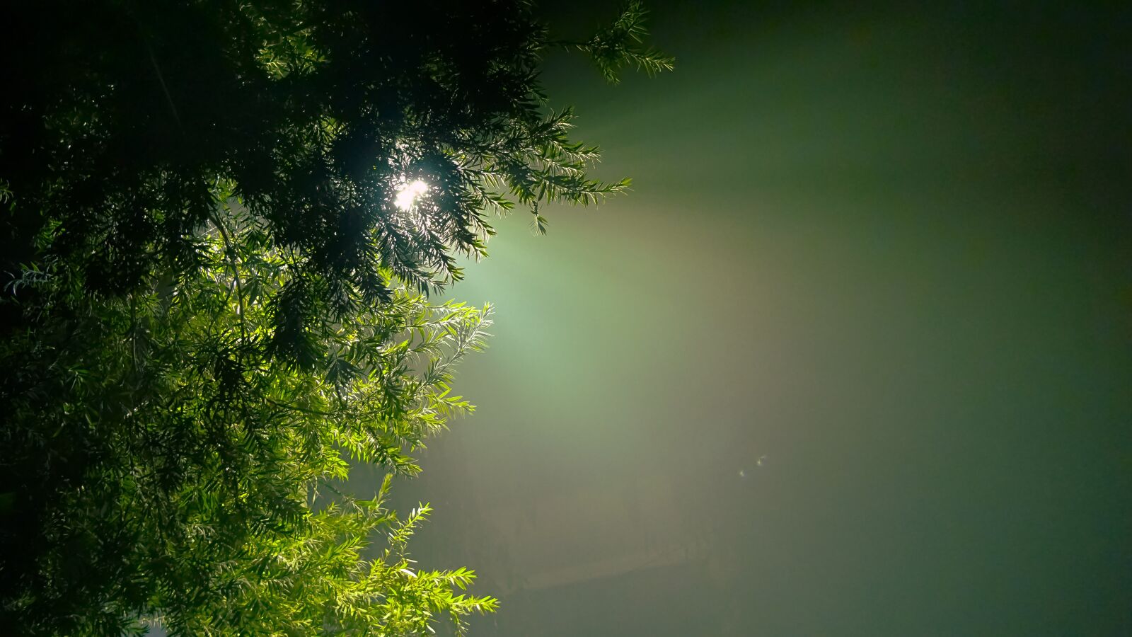 Sony E 55-210mm F4.5-6.3 OSS sample photo. Evergreen, hope, hue photography