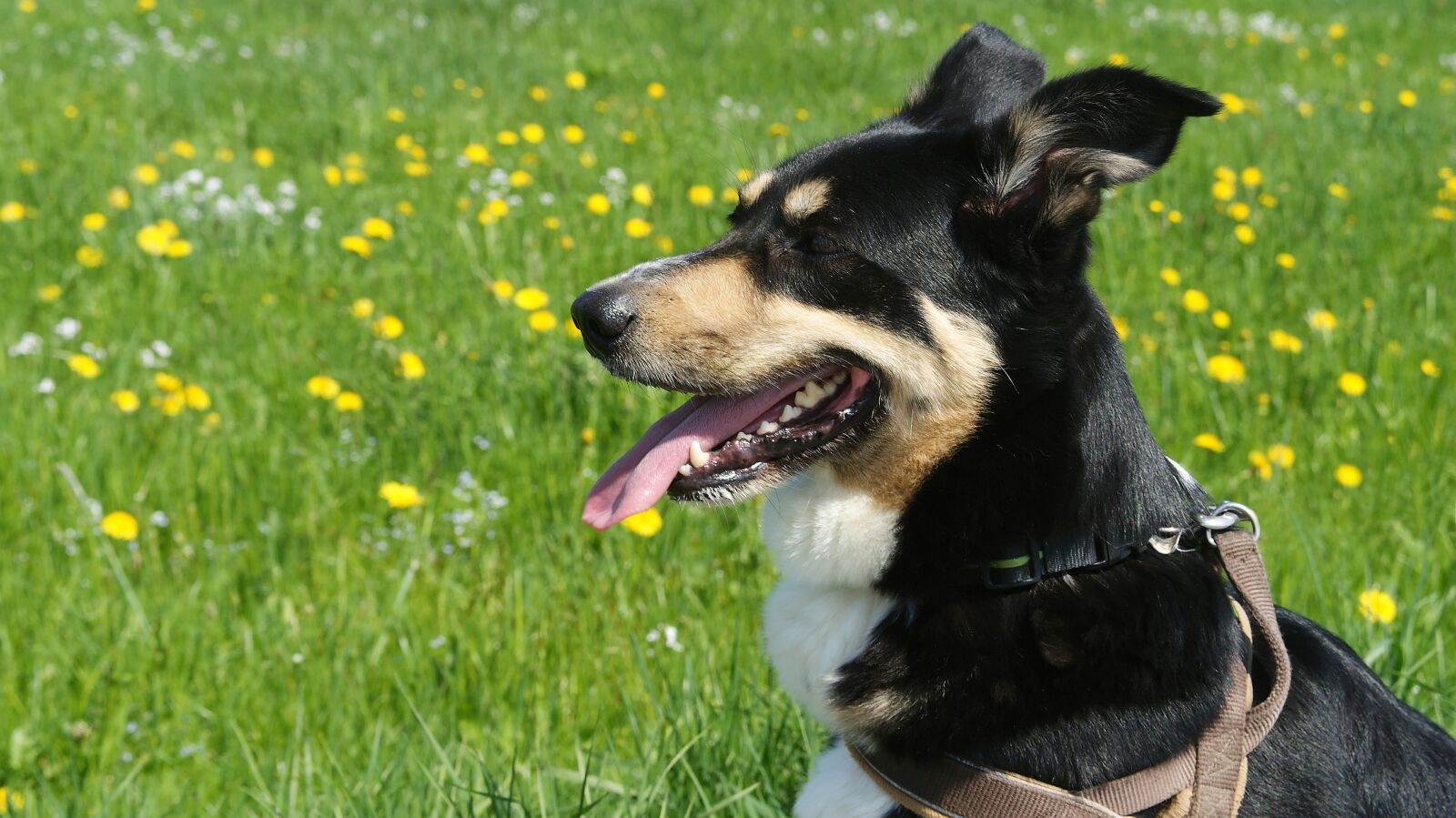 Sony Alpha DSLR-A200 sample photo. Dog, pet, dog head photography