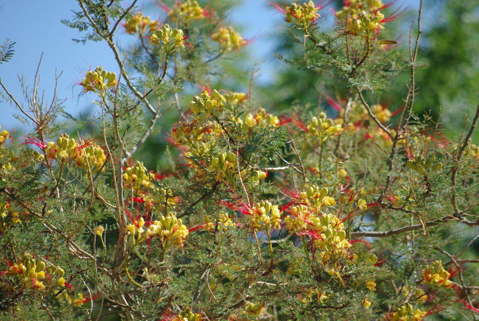 Pentax K200D sample photo. Flowers, bloom, blossoms photography