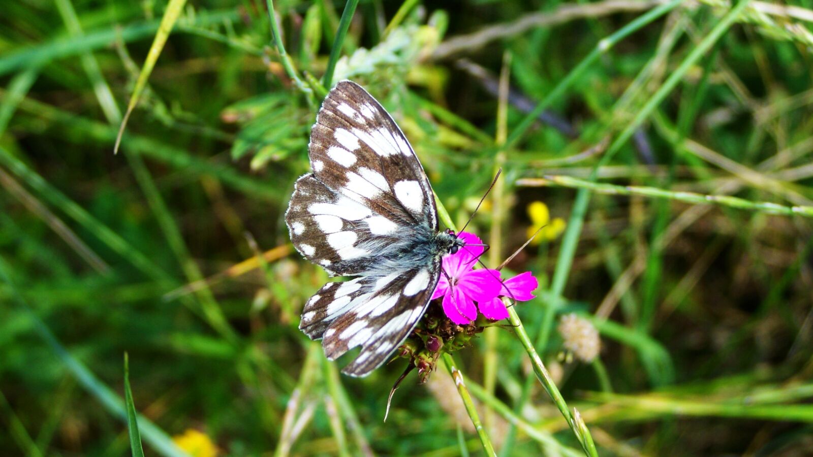 Kodak EASYSHARE ZD710 ZOOM DIGITAL CAMERA sample photo. Chessboard butterfly, insect, nature photography