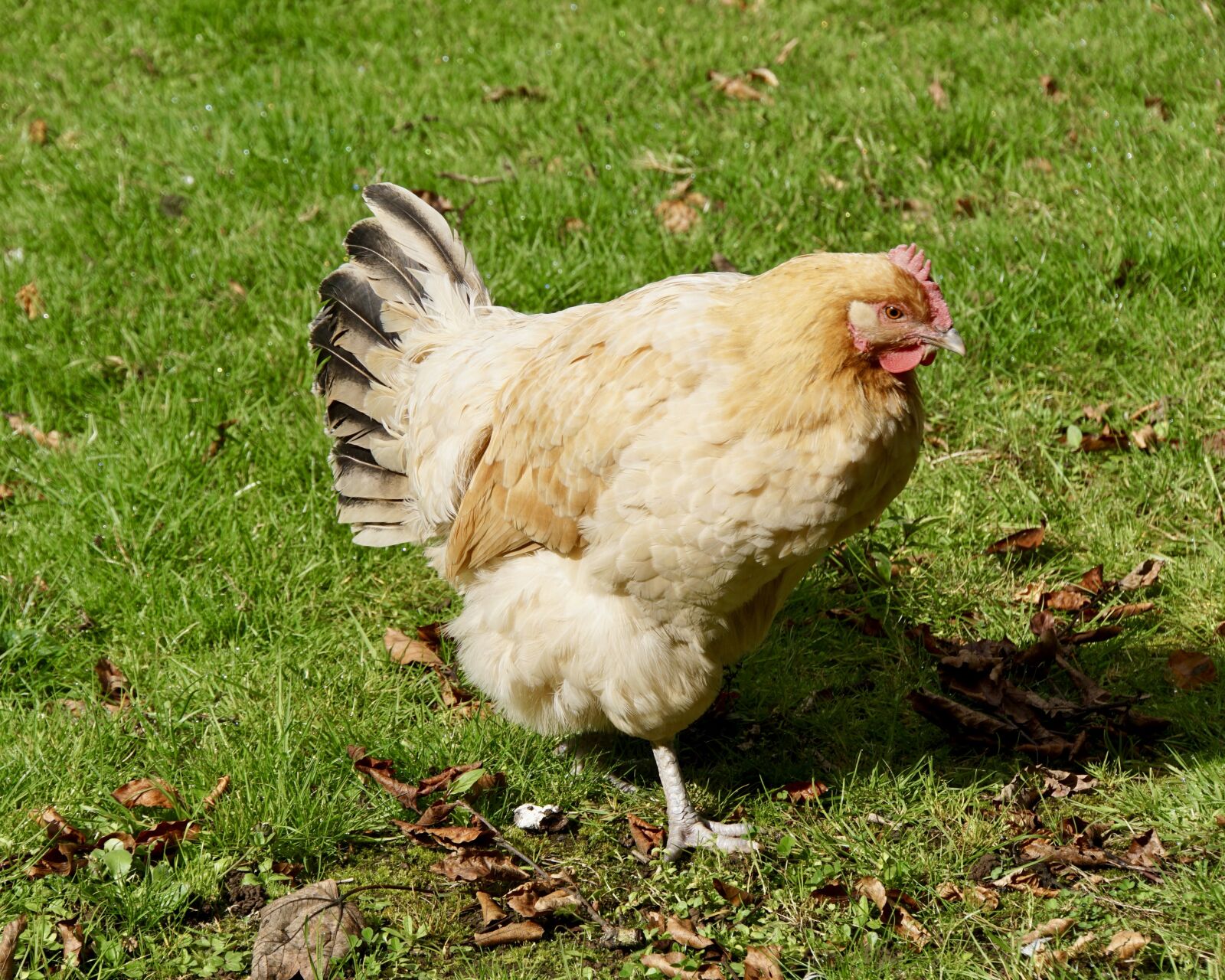 Sony E 18-200mm F3.5-6.3 OSS sample photo. Chicken, country life, poultry photography