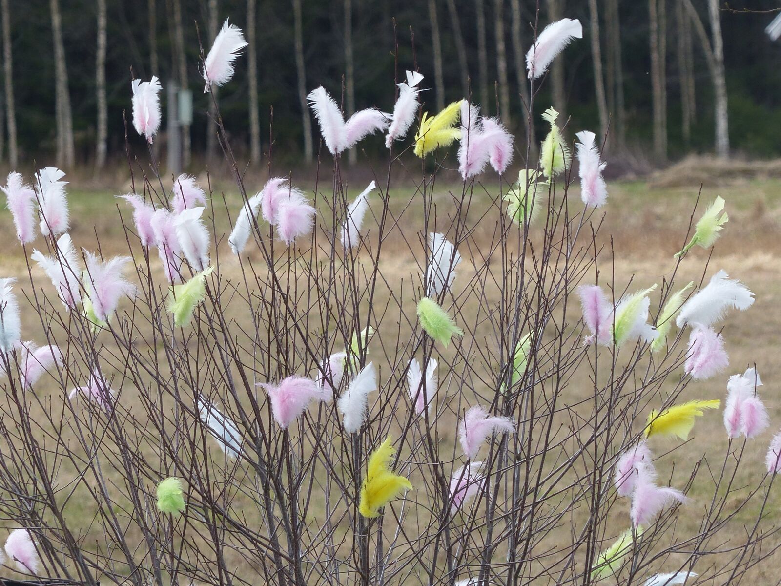 Panasonic Lumix DMC-FZ200 sample photo. Easter feathers, nature, colors photography