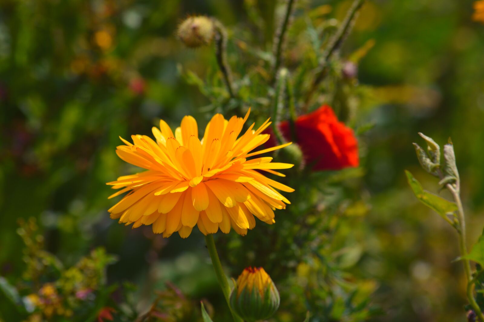 Nikon D5200 sample photo. Yellow flower, bull's-eye, flora photography