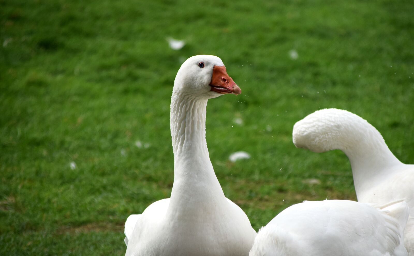 Nikon D3300 sample photo. Geese, free range, bird photography