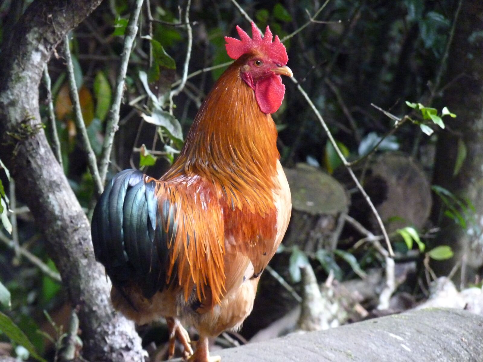 Panasonic Lumix DMC-FZ35 (Lumix DMC-FZ38) sample photo. Rooster, birds, chicken photography