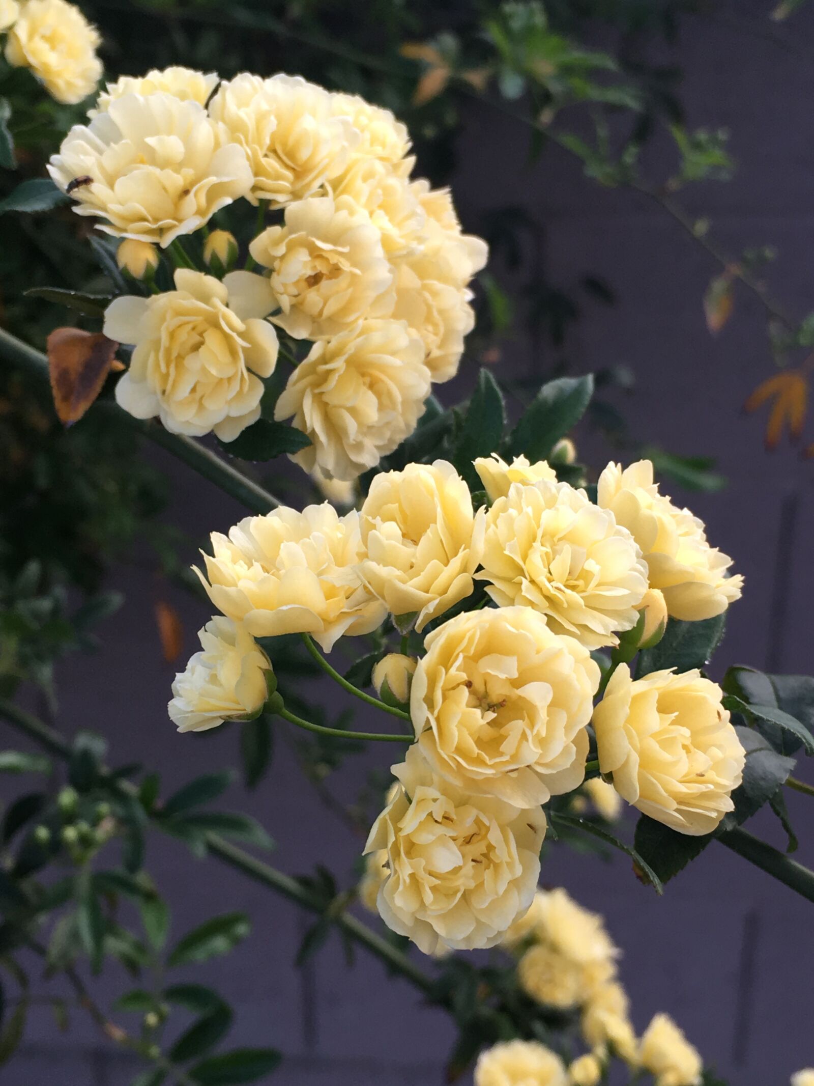 Apple iPhone 6s sample photo. Yellow, blossoms, rose photography