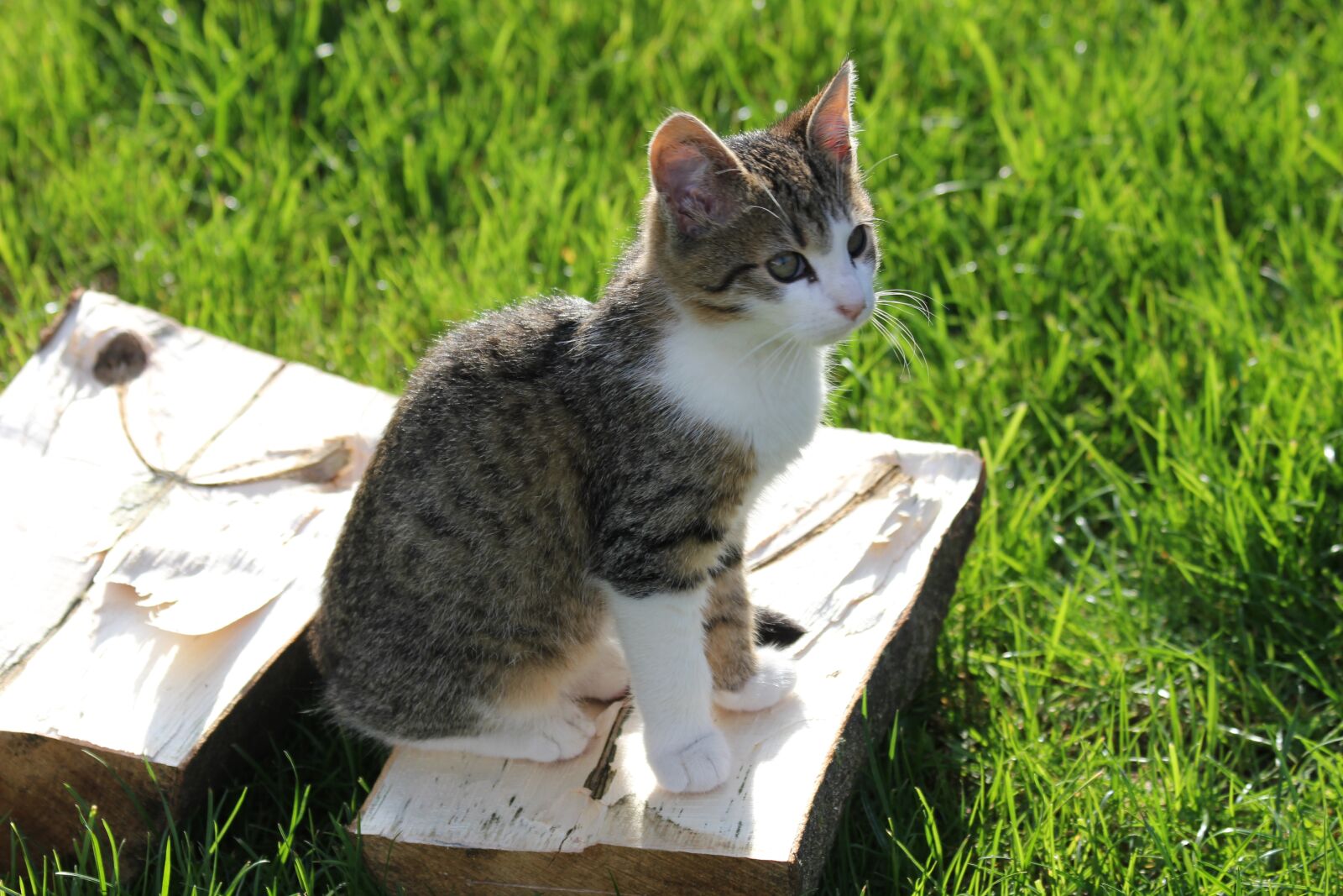 Canon EOS 550D (EOS Rebel T2i / EOS Kiss X4) sample photo. Kitten, crampon, tomcat photography