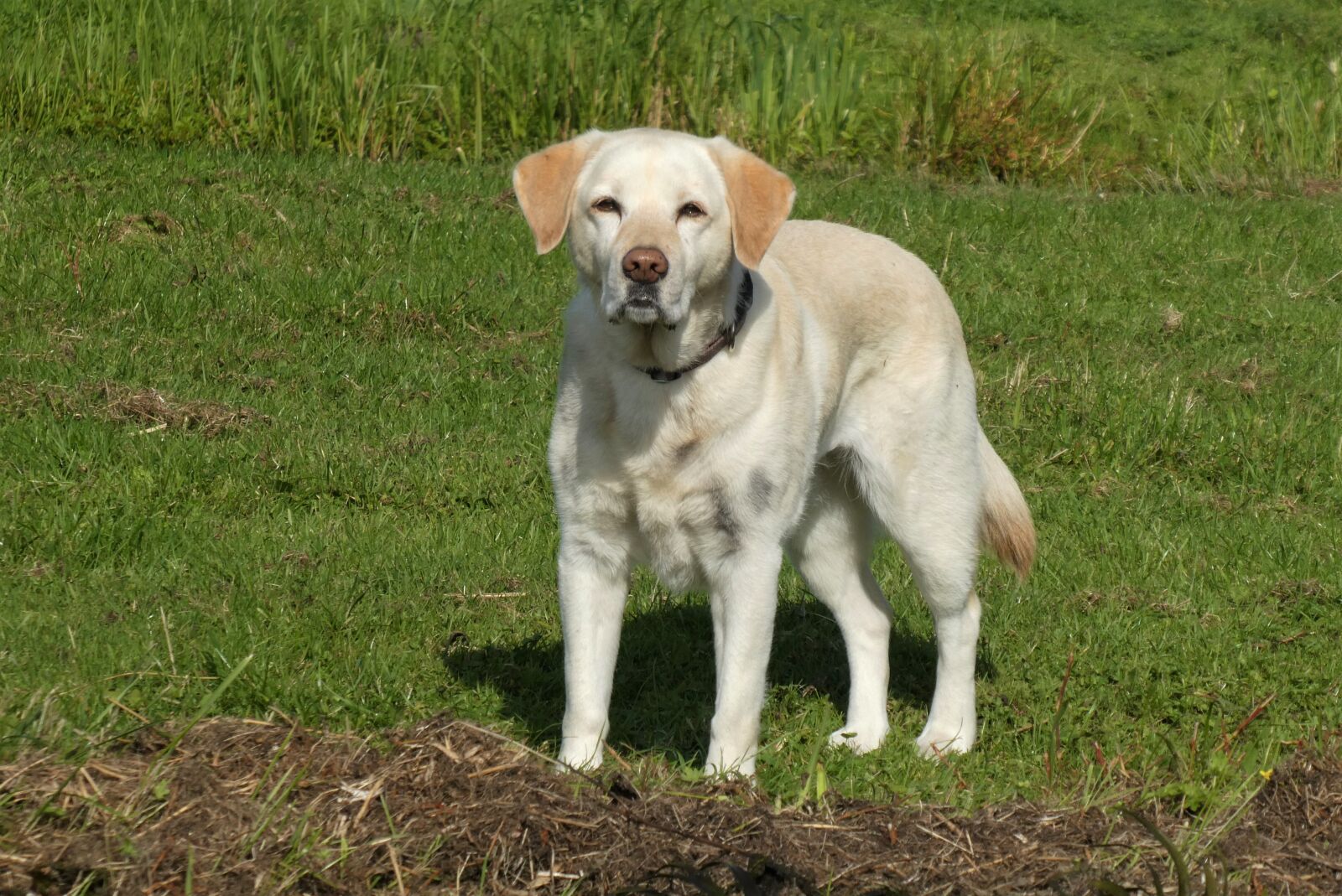 Panasonic Lumix DC-ZS70 (Lumix DC-TZ90) sample photo. Dog, mammal, pet photography