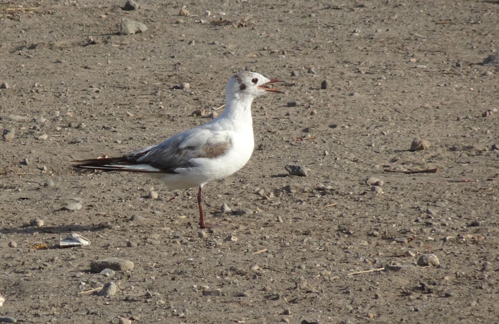 Sony Cyber-shot DSC-HX90V sample photo. Gull, bird, migratory photography