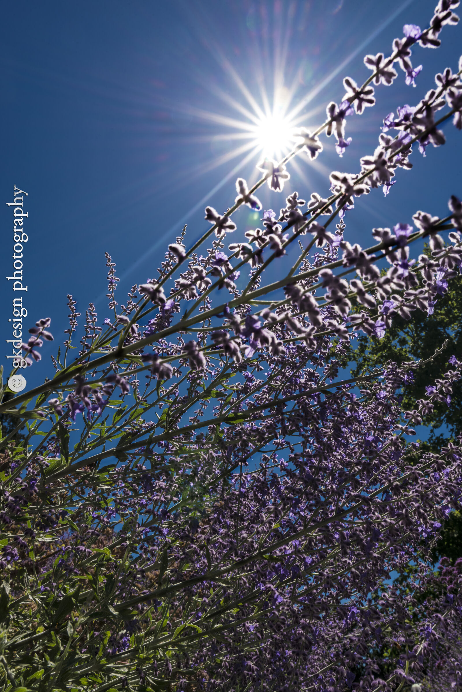 Nikon D610 sample photo