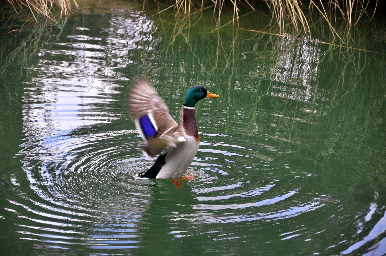 Nikon D90 sample photo. Duck, mallard, water photography
