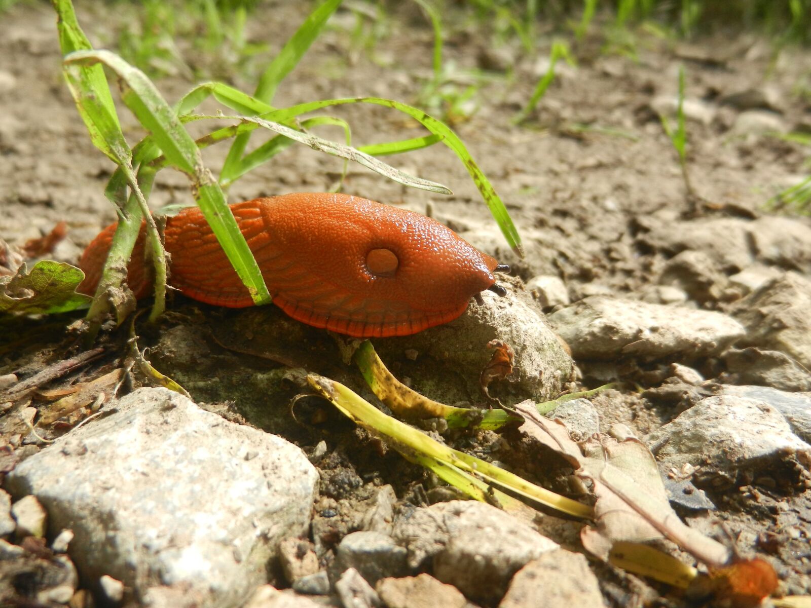 Nikon Coolpix S9100 sample photo. Slug, nature, path photography