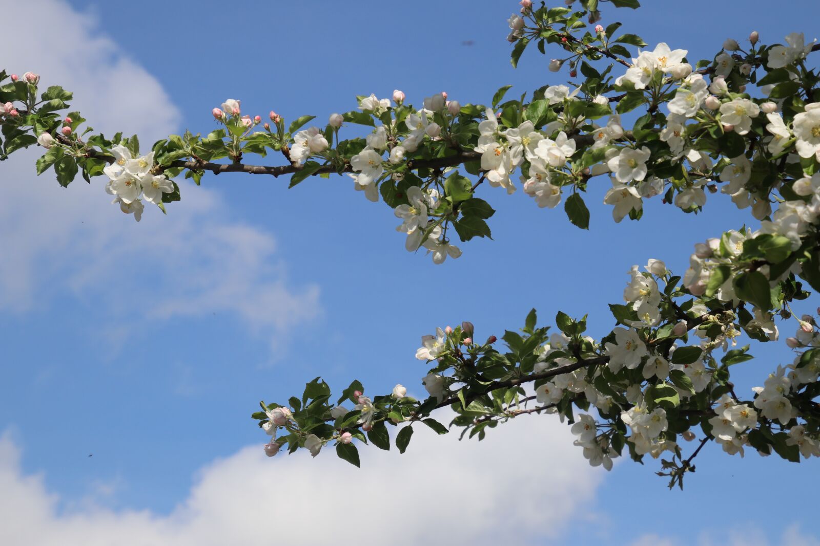 Canon EOS 80D sample photo. Spring, sad, fruit trees photography