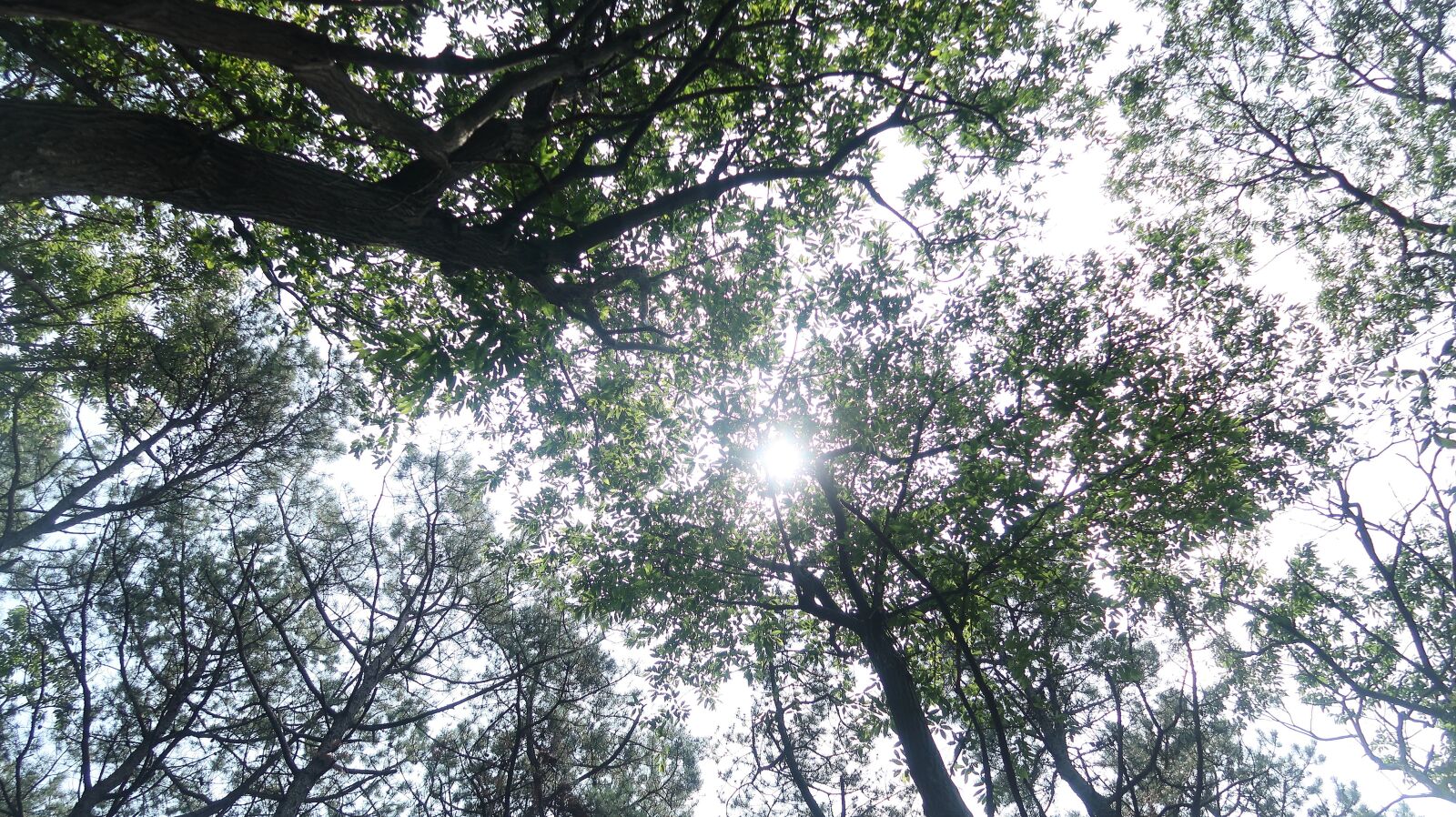 Canon PowerShot G7 X Mark II sample photo. Mountain climbing, forest, foot photography