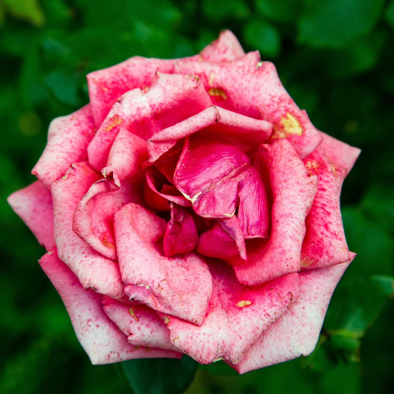 Canon EOS 70D sample photo. Rose, flower, flora photography