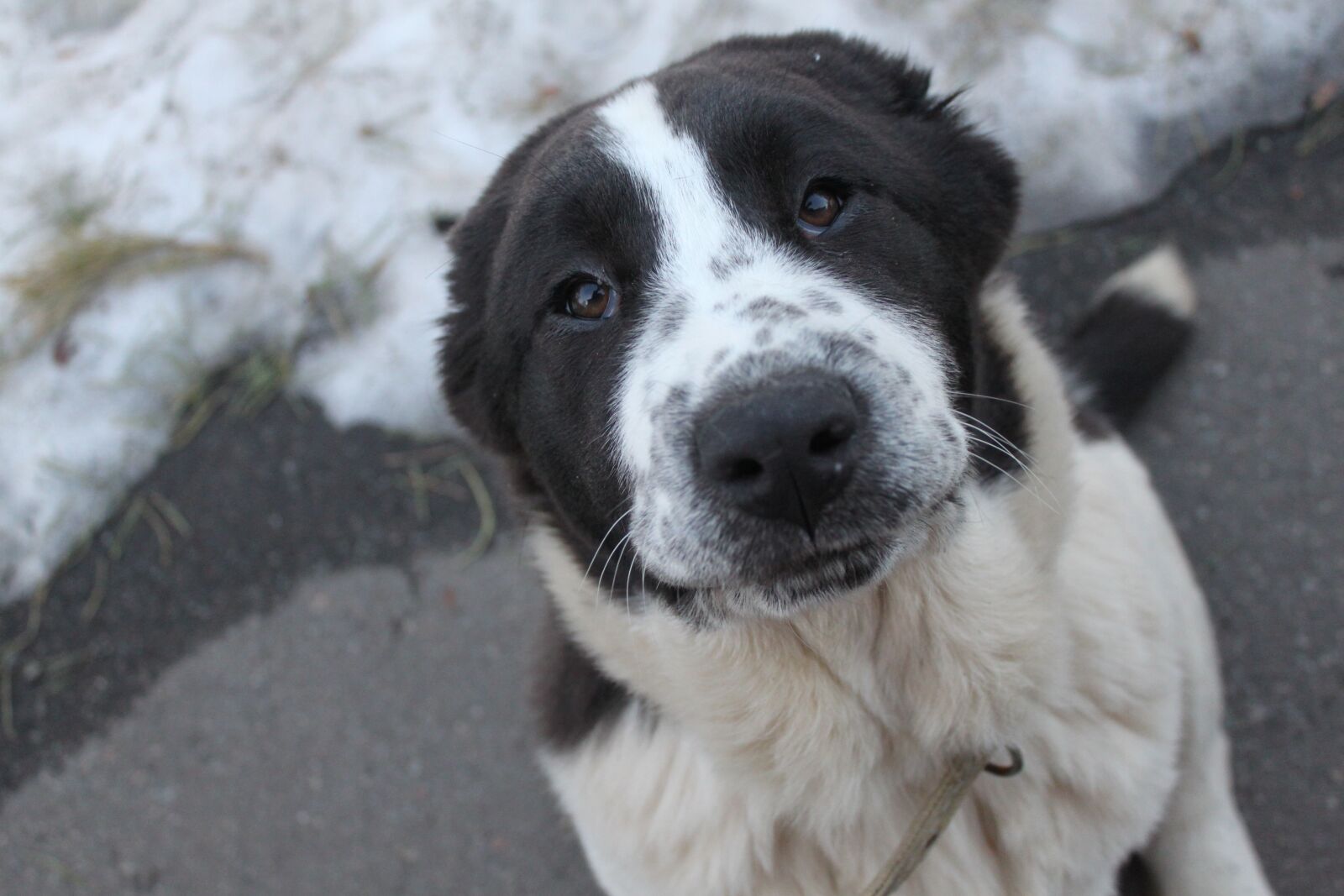Canon EOS 500D (EOS Rebel T1i / EOS Kiss X3) sample photo. Dog, puppy, pet photography