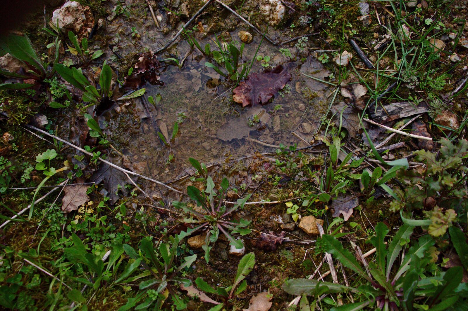 Canon EOS 800D (EOS Rebel T7i / EOS Kiss X9i) sample photo. Soil, greens, plant photography
