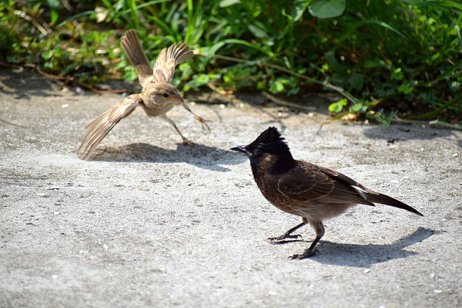 Nikon D3300 sample photo. Bird, nature, colorful photography