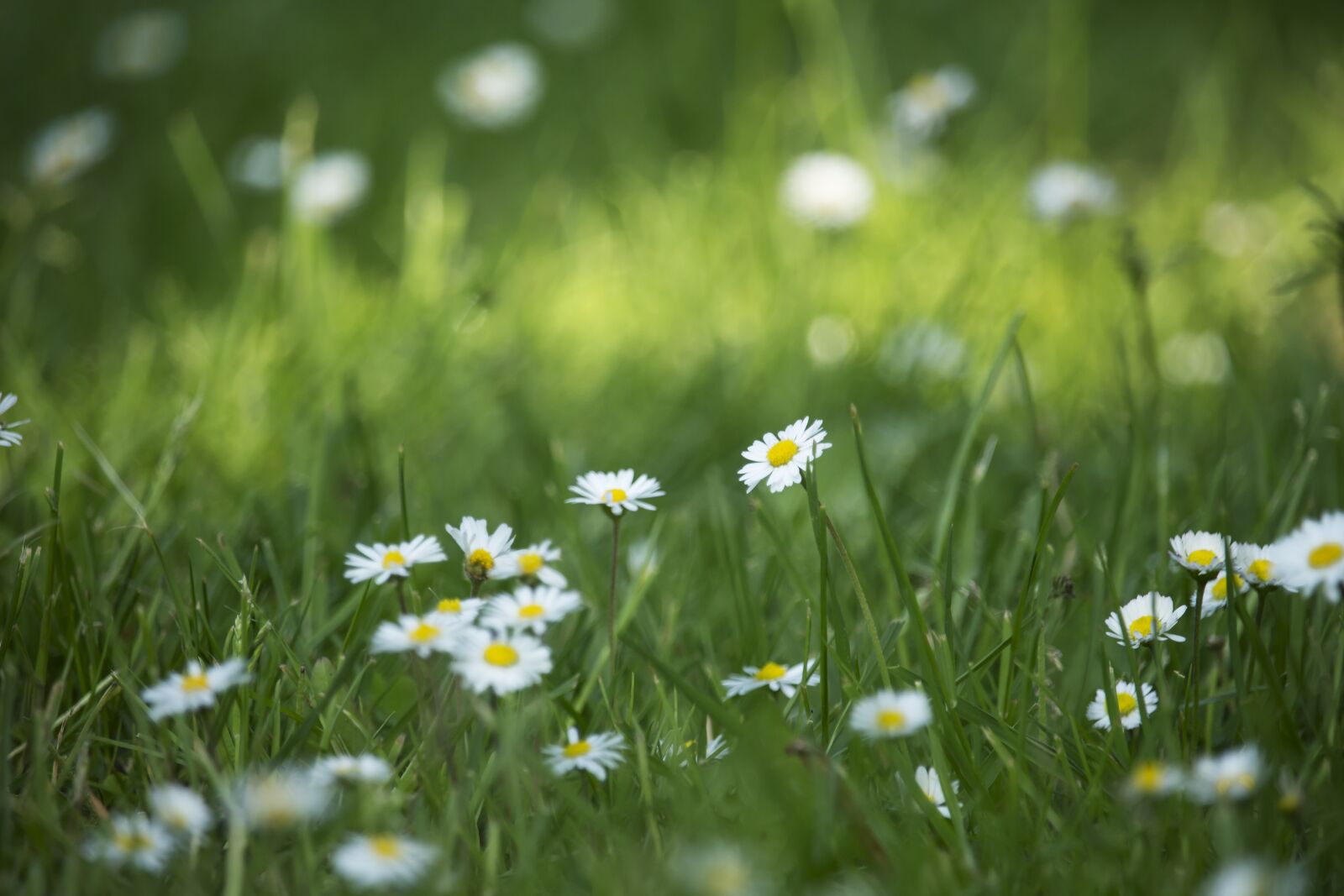Canon EF-S 55-250mm F4-5.6 IS STM sample photo. Daisies, field, meadow photography