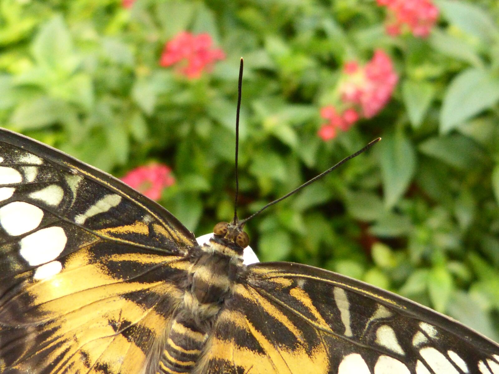 Panasonic DMC-FZ62 sample photo. Butterfly, insect, animal photography