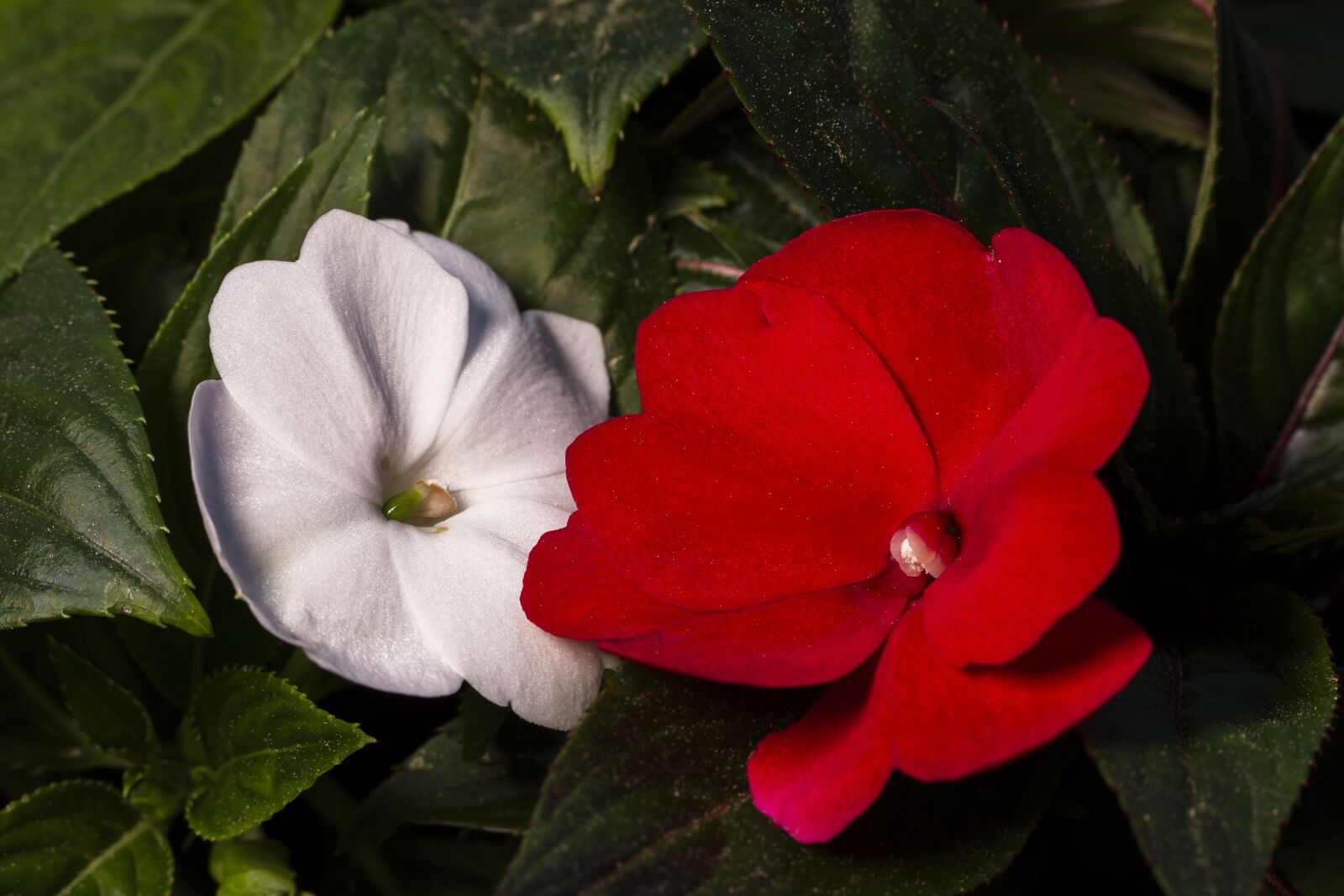 Tamron SP AF 60mm F2 Di II LD IF Macro sample photo. Diligent practice of impatiens photography