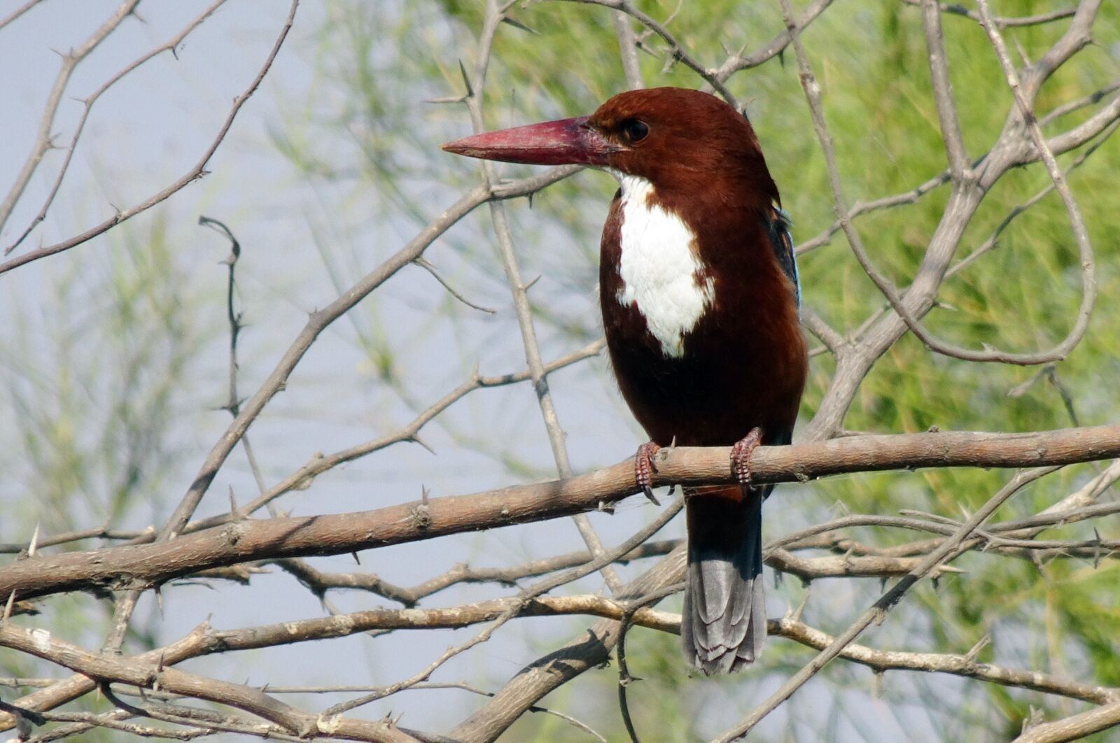 Sony Cyber-shot DSC-HX90V sample photo. Bird, kingfisher, white-throated kingfisher photography