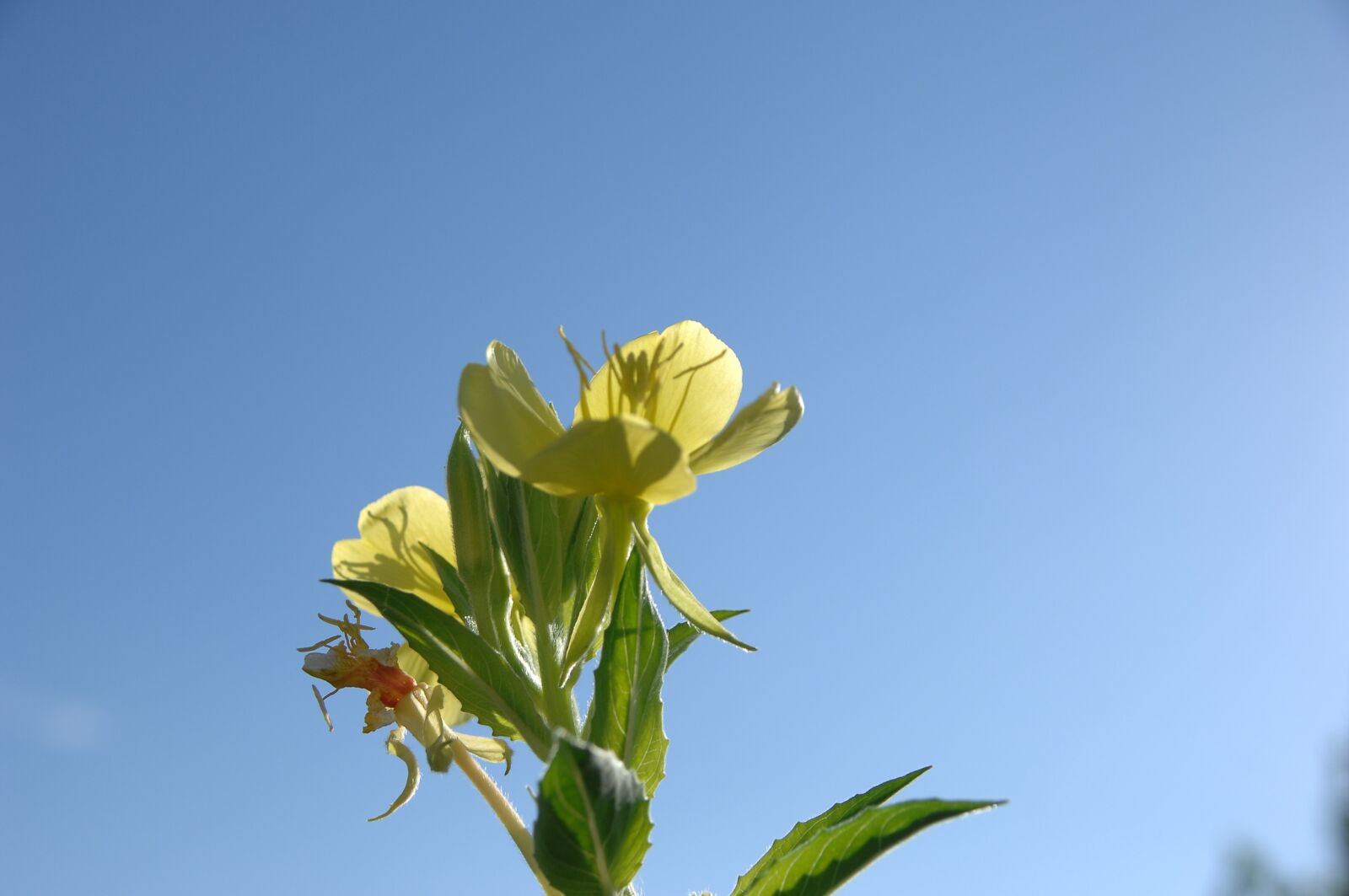 Nikon D2Xs sample photo. Evening primrose, sky, flowers photography