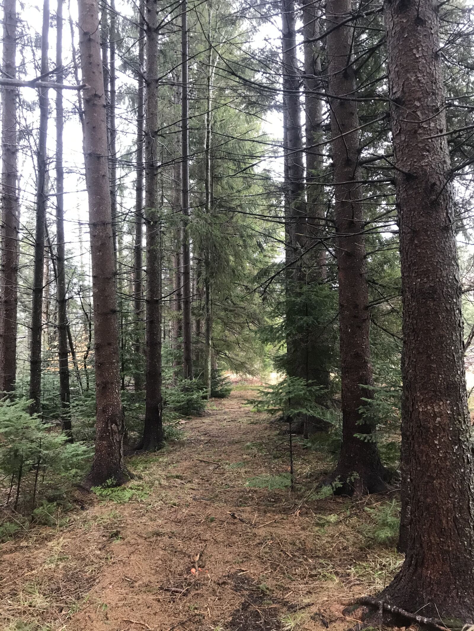 iPhone 7 Plus back dual camera 3.99mm f/1.8 sample photo. Forest, path, woods photography