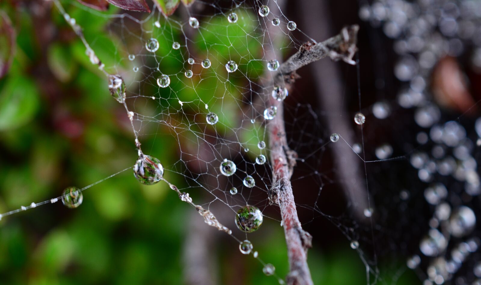 Nikon D7000 sample photo. Dew, spider, nature photography