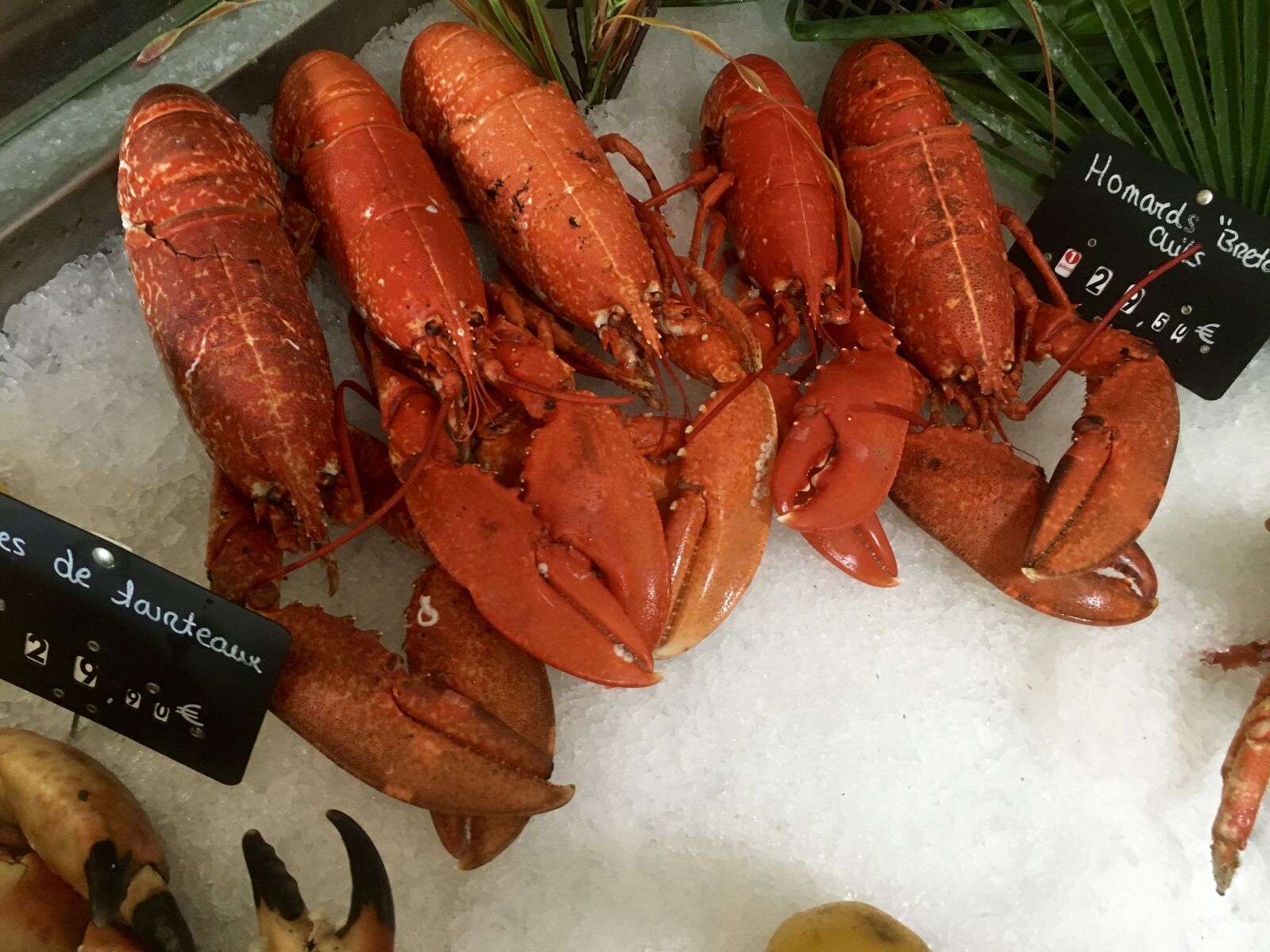Apple iPhone 6s sample photo. Lobster, sea animal, food photography