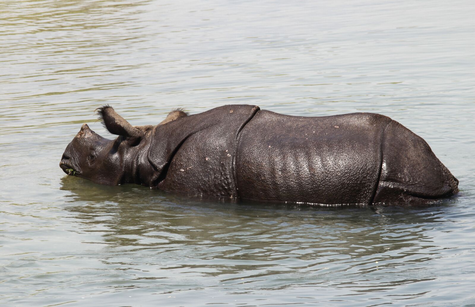 Canon EOS 600D (Rebel EOS T3i / EOS Kiss X5) sample photo. Nepal, chitwan national park photography