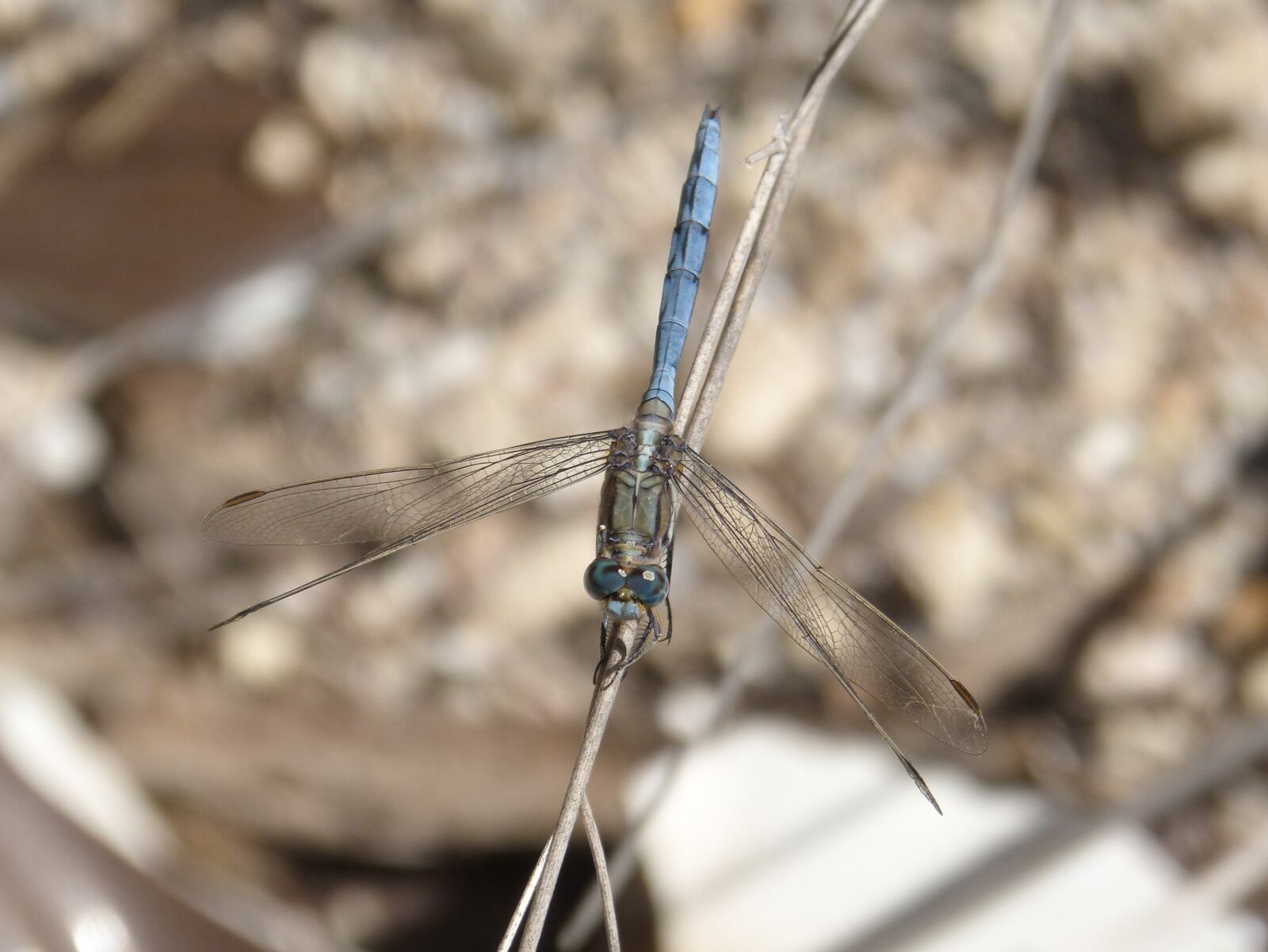 Panasonic DMC-FZ62 sample photo. Dragonfly, parot pru n photography