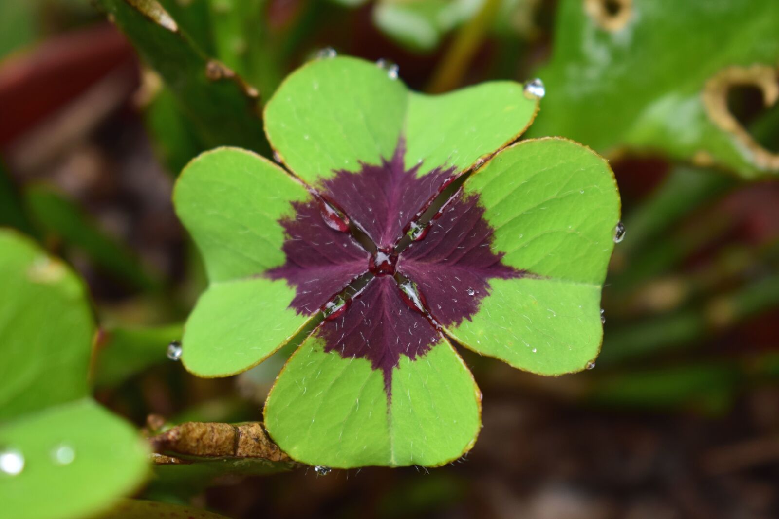 Nikon D5300 sample photo. Flora, luck, green leaf photography