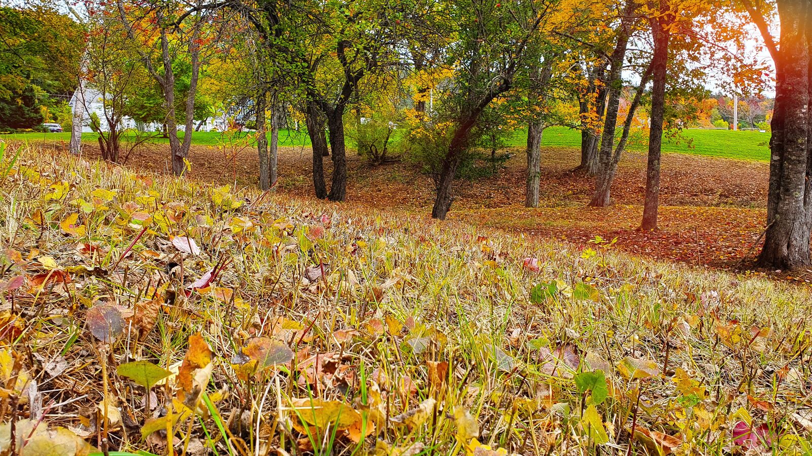 Samsung Galaxy S10 sample photo. Tree, colors, autumn photography