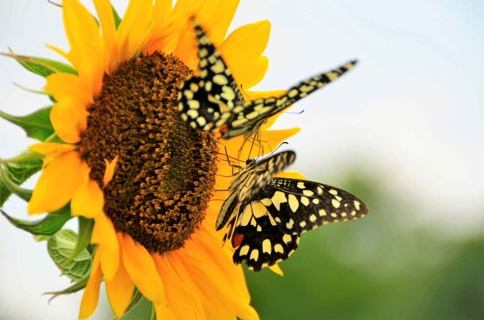 Nikon D5100 sample photo. Nature, butterfly, sunflower photography