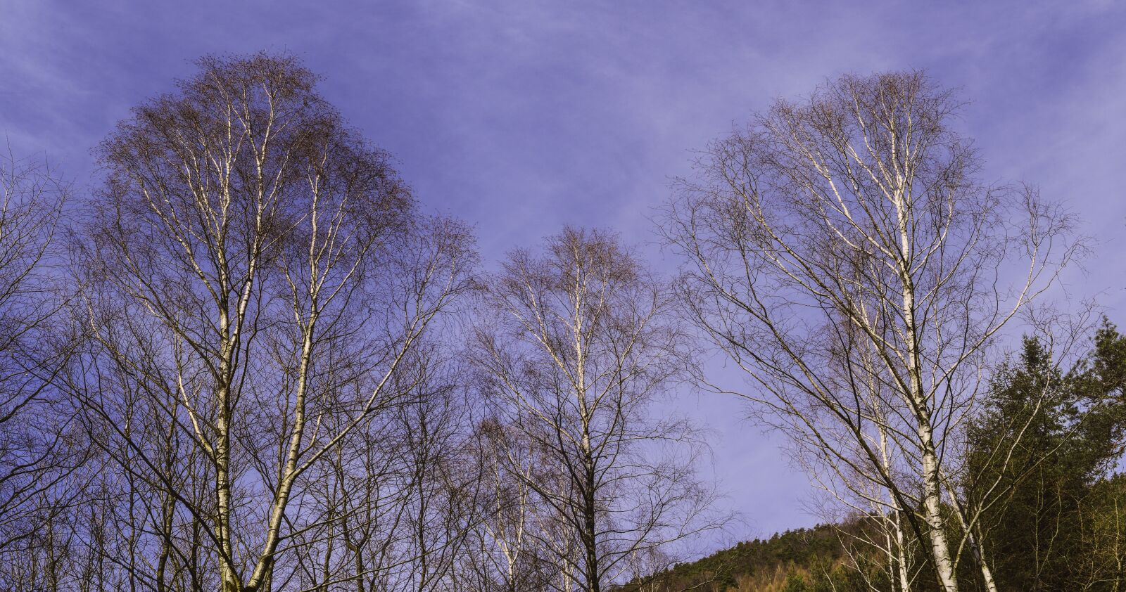 Panasonic Lumix DMC-GX8 sample photo. Birch, sky, spring photography