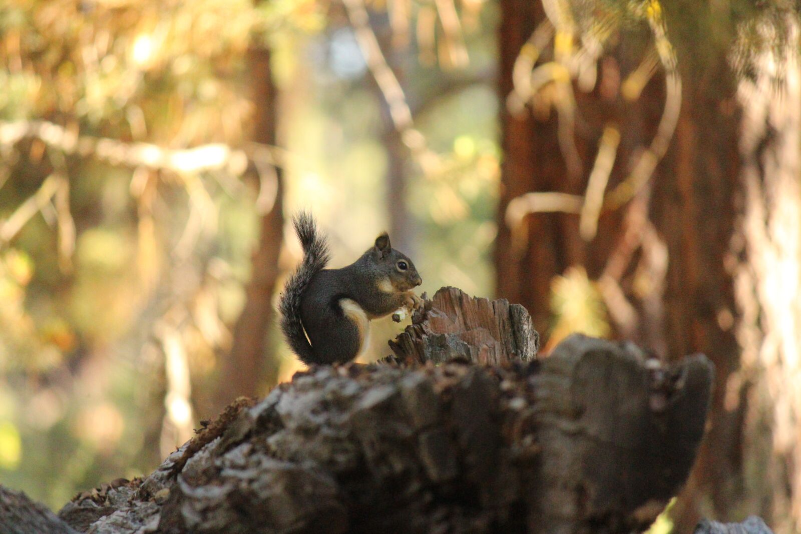 Canon EOS 700D (EOS Rebel T5i / EOS Kiss X7i) sample photo. Mammal, fur, small photography