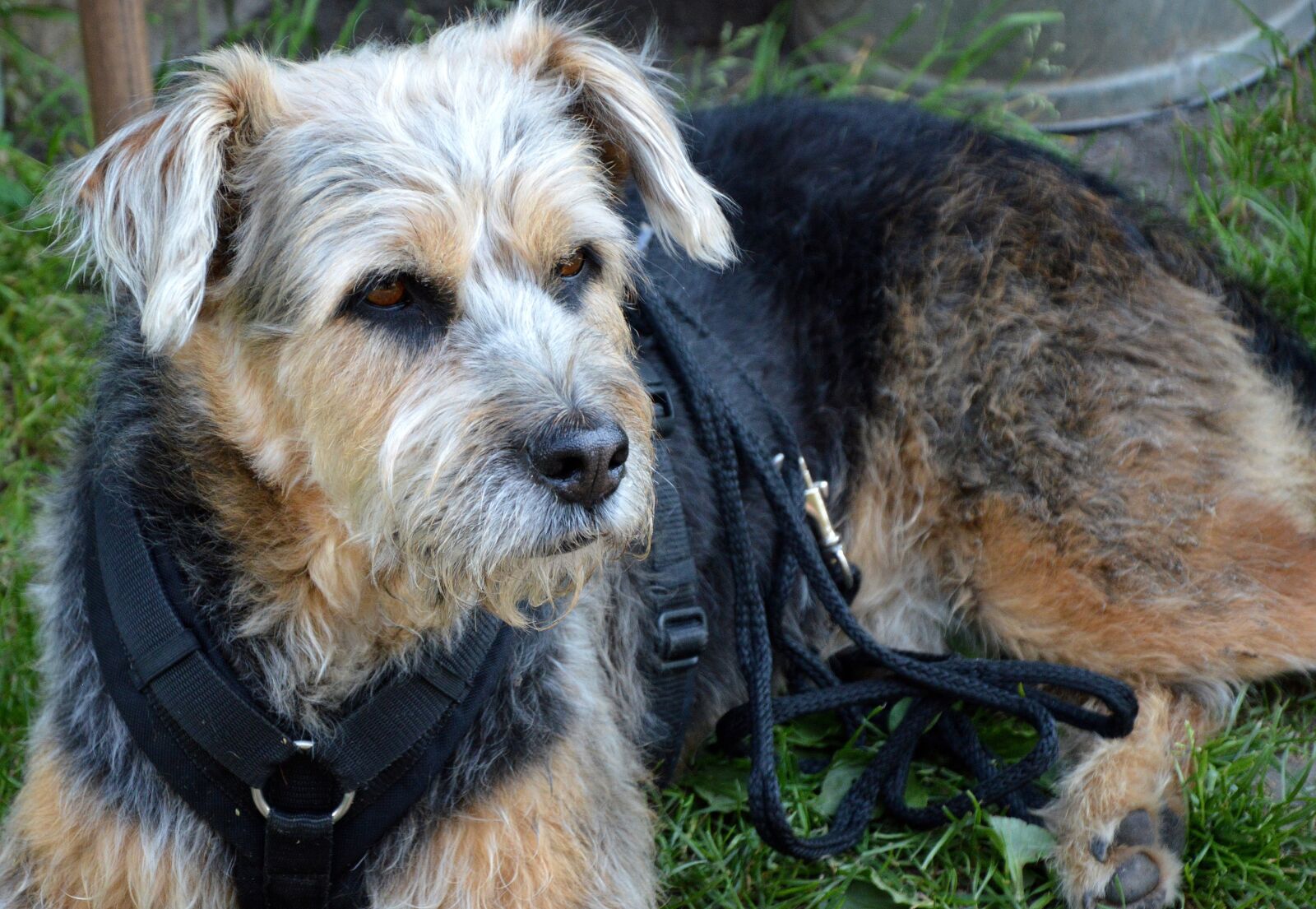 Nikon D3200 sample photo. Animals, dog, pet photography