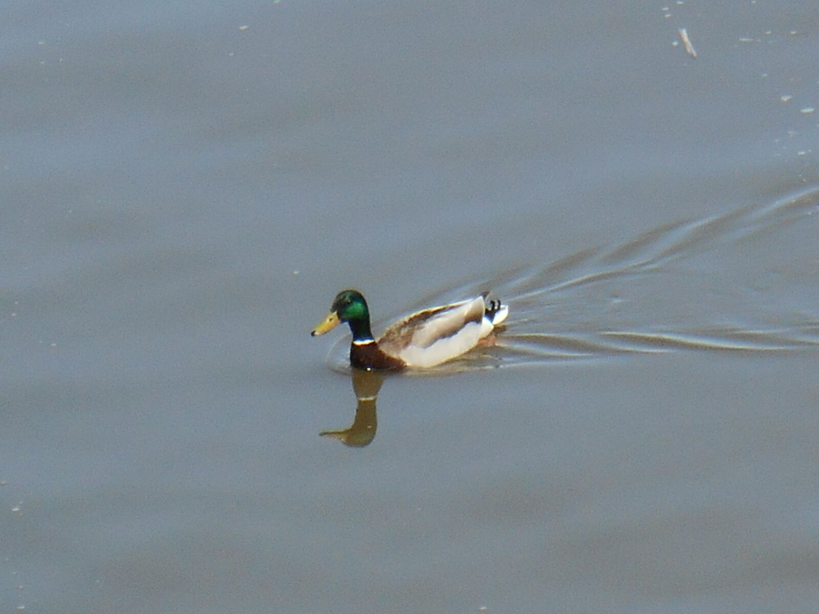 Nikon Coolpix S3500 sample photo. Canard, eau, lent, male photography